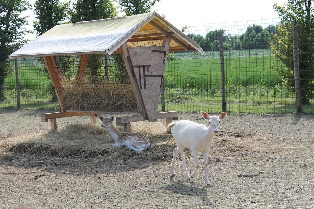 Agriturismo Nonna Rina San Liberale Екстериор снимка