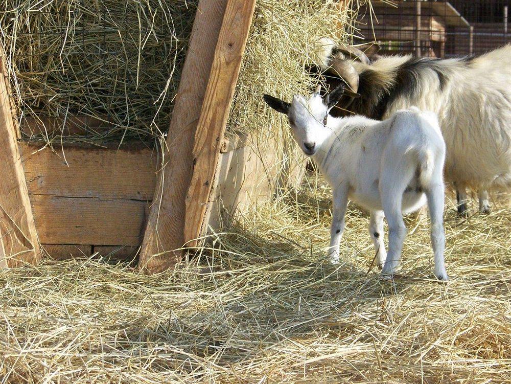 Agriturismo Nonna Rina San Liberale Екстериор снимка