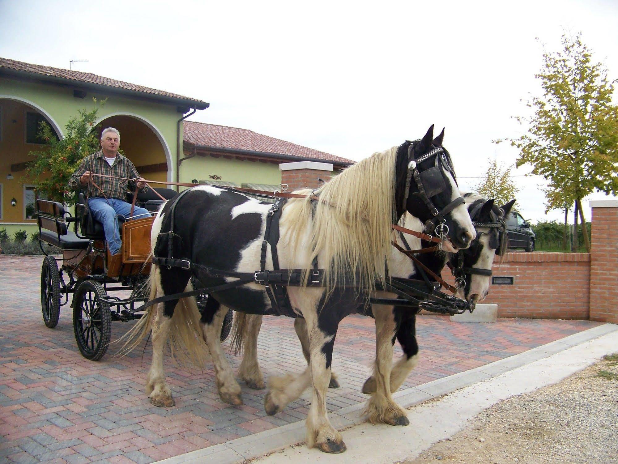 Agriturismo Nonna Rina San Liberale Екстериор снимка